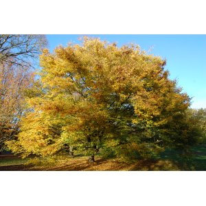 Zelkova ostrolistá (Zelkova serrata) - výška 40-60 cm, kont. C3L